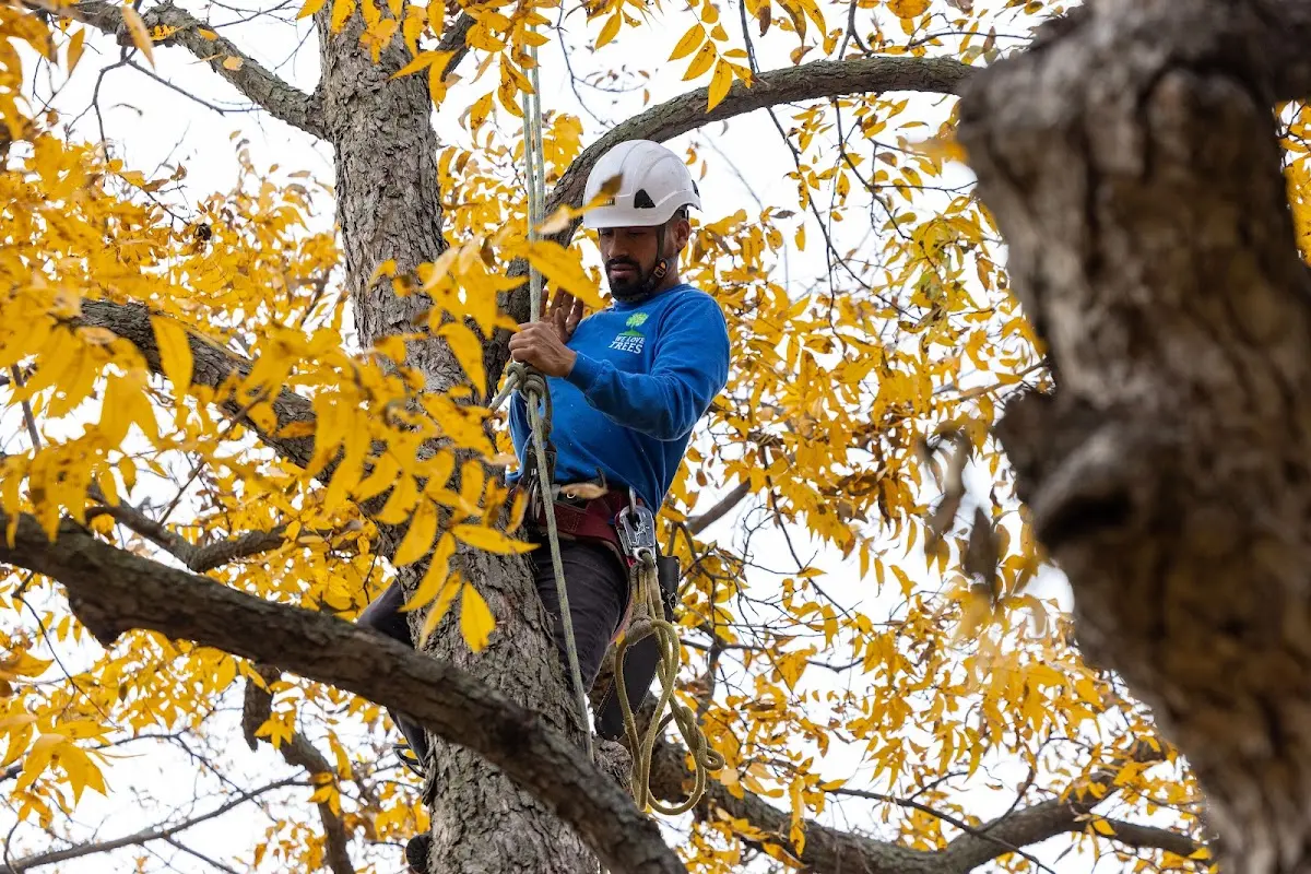 Skilled Tree Planing crew working in Misenheimer